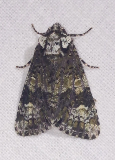Craniophora ligustri - fagyalbagoly