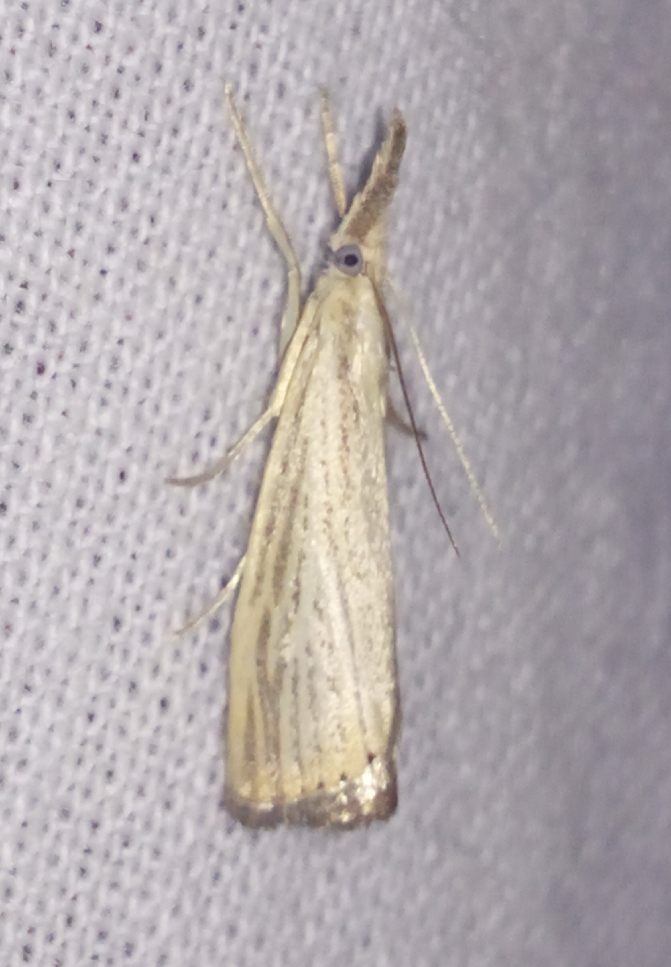 Agriphila straminella - aranyrojtú fűgyökérmoly