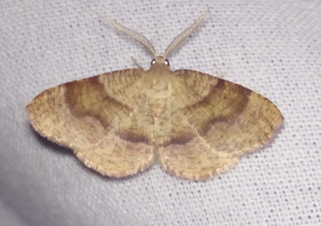 Plagodis pulveraria - szemcsés araszoló