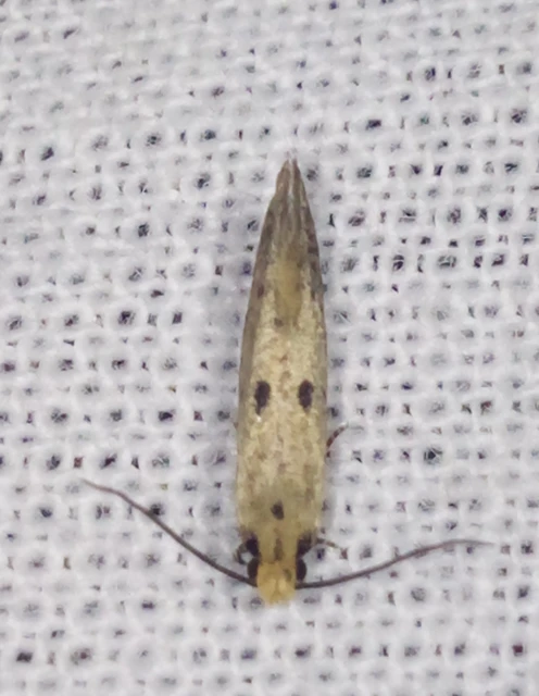 Tinea trinotella - hárompettyes fészekmoly