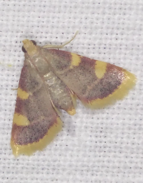 Hypsopygia costalis - szénailonca