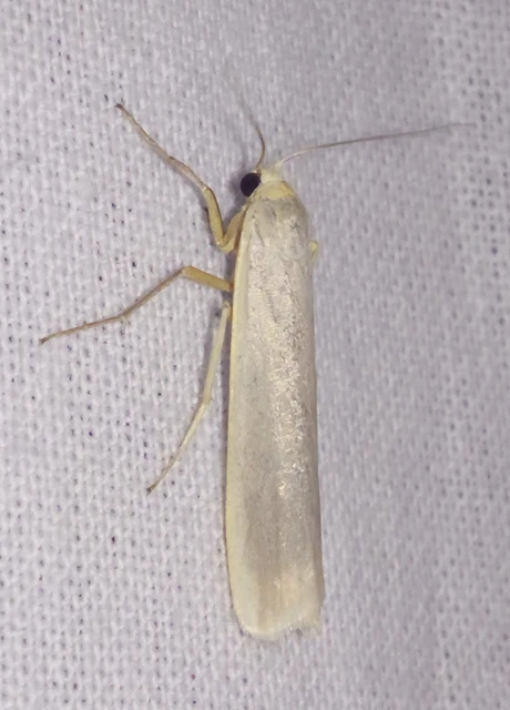 Eilema pseudocomplana - hamis zuzmószövő