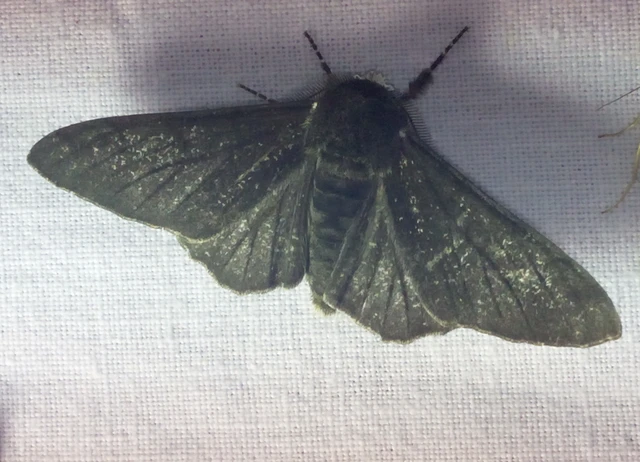 Biston betularia - szürkepettyes araszoló