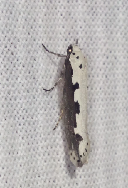 Ethmia bipunctella - kétpettyes feketemoly