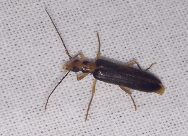 Nacerdes carniolica - karnóliai álcincér