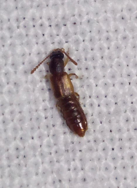 Manda mandibularis