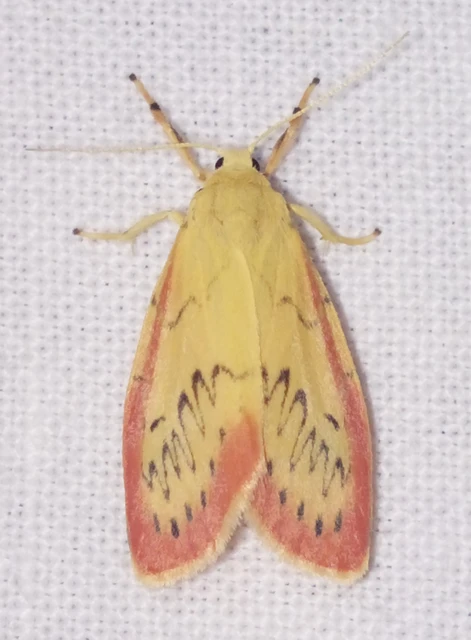 Miltochrista miniata - piros medvelepke
