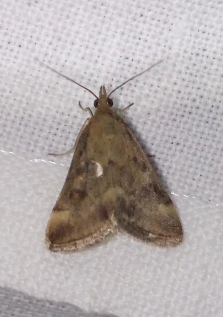 Pyrausta despicata - réti bíbormoly
