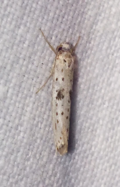 Yponomeuta plumbella - pókhálós bengemoly