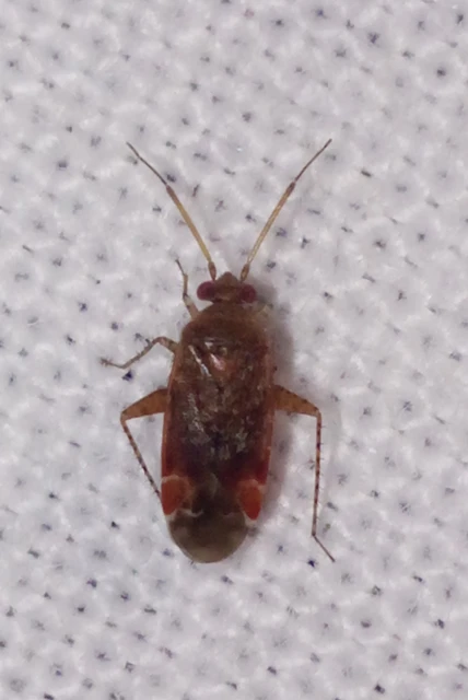 Psallus