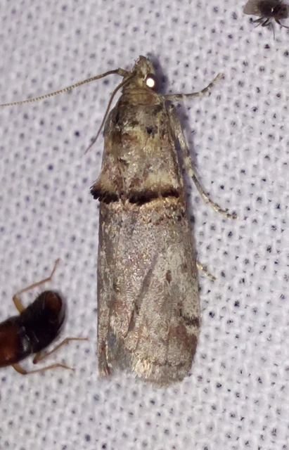 Trachonitis cristella - bokorrágó karcsúmoly
