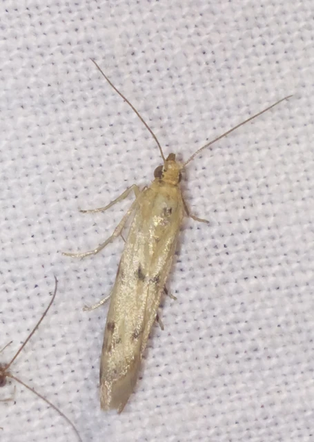 Homoeosoma sinuella - agyagsárga karcsúmoly