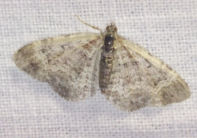 Xanthorhoe spadicearia - sávos tarkaaraszoló