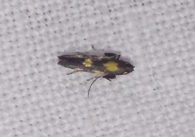 Euspilapteryx auroguttella - orbáncfű-keskenymoly