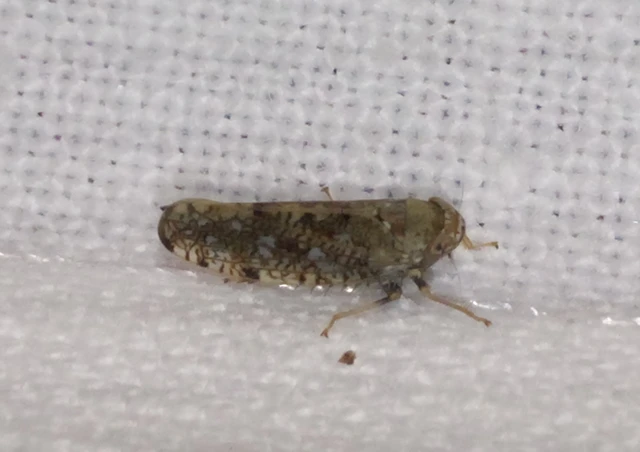 Orientus ishidae