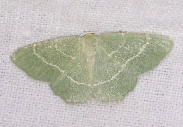Chlorissa cloraria - sárgászöld araszoló