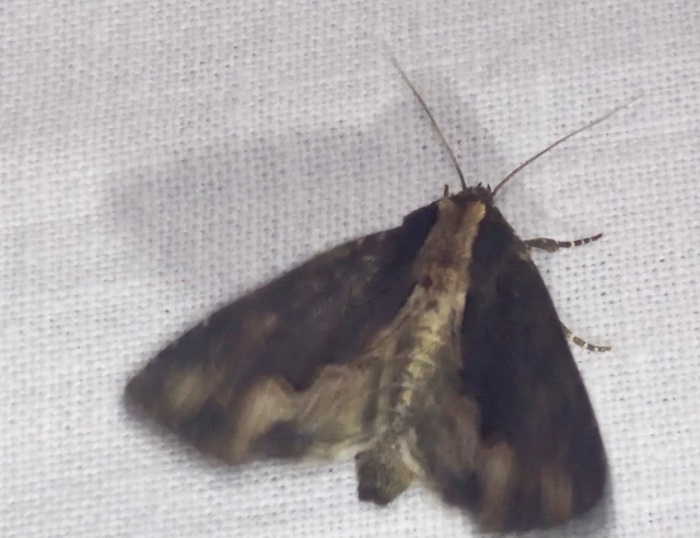 Dypterygia scabriuscula - szurokbarna nyáribagoly
