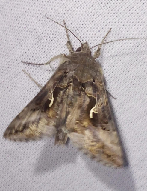 Autographa gamma - gammalepke