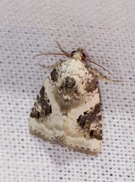 Pseudeustrotia candidula - fehéres apróbagoly