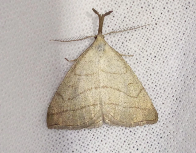 Polypogon tentacularia - sötétaljú karcsúbagoly