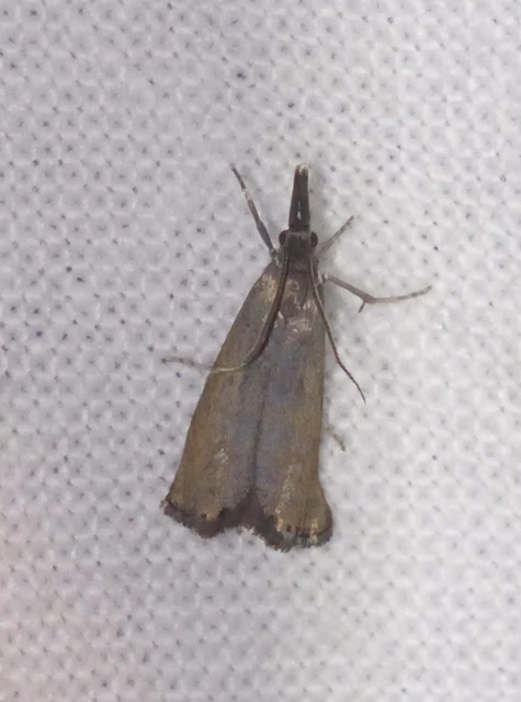 Platytes cerussella - törpe fűgyökérmoly