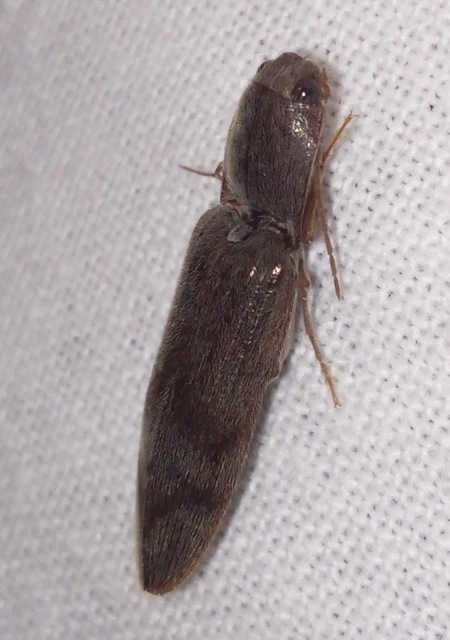 Stenagostus rhombeus - rombusznyakú pattanó
