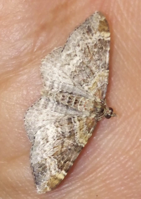 Xanthorhoe spadicearia - sávos tarkaaraszoló