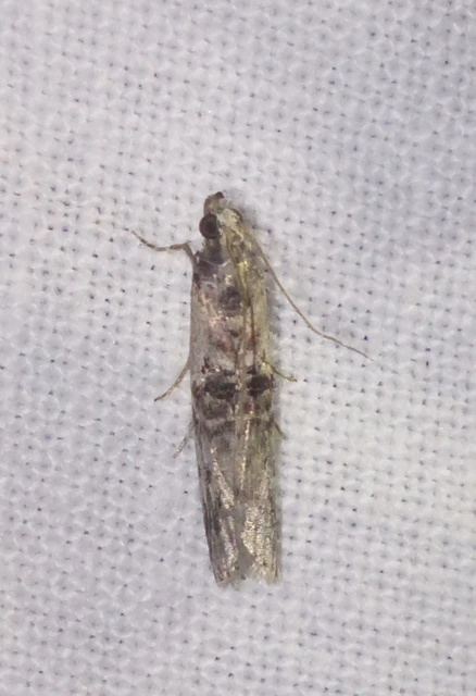 Nephopterix angustella - kecskerágó-karcsúmoly