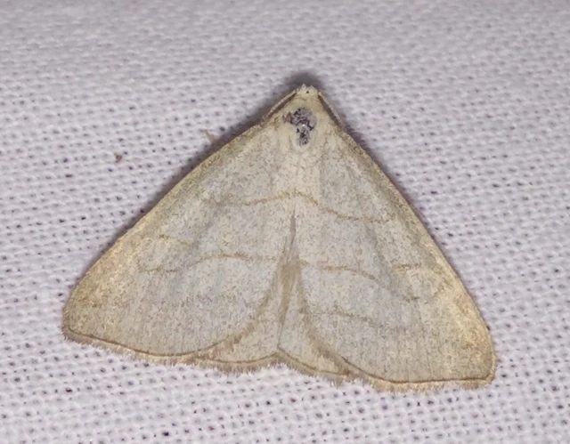 Polypogon tentacularia - sötétaljú karcsúbagoly