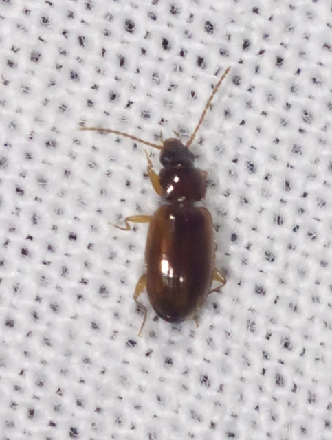 Trechus quadristriatus - közönséges fürgefutonc