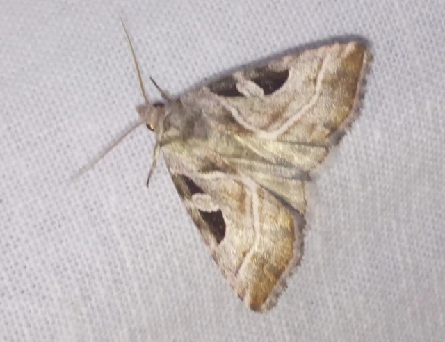 Eucarta virgo - mocsári ametisztbagoly