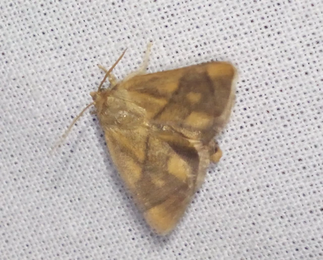 Apoda limacodes - kagylólepke