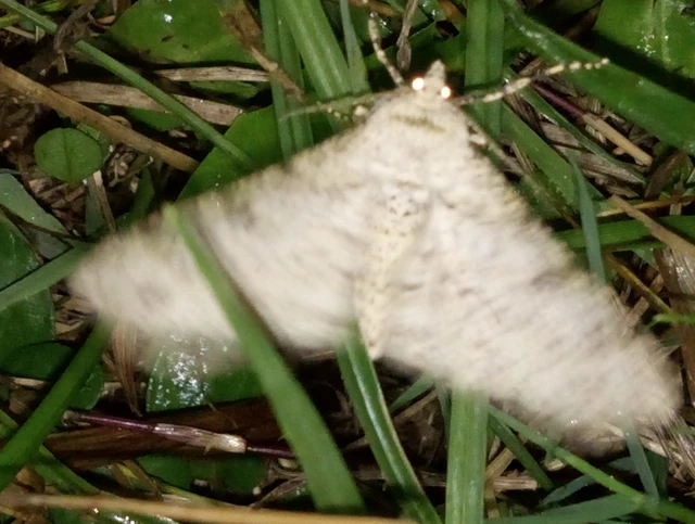 Ascotis selenaria - holdas faaraszoló