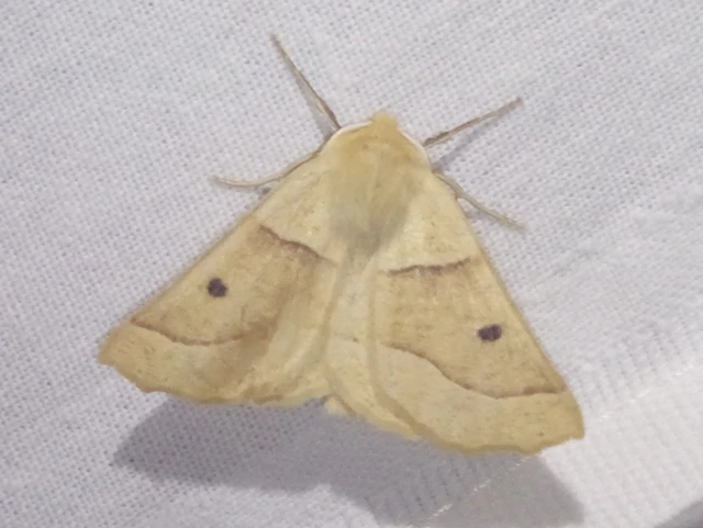 Crocallis elinguaria - sárga sávosaraszoló