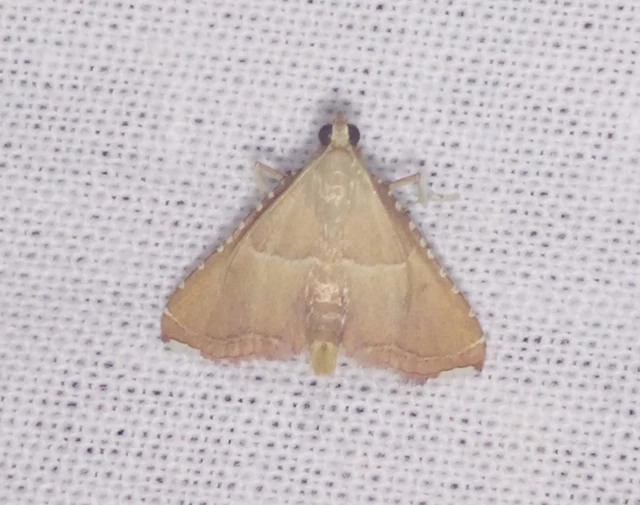 Endotricha flammealis - tüzesszárnyú fényilonca