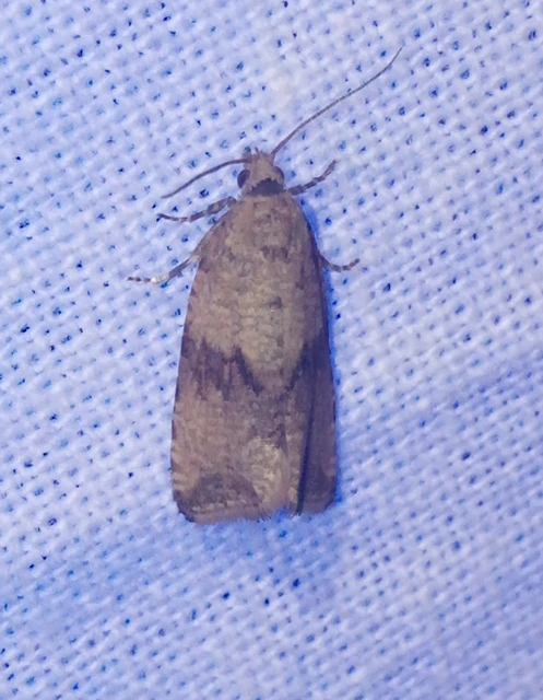 Celypha striana - pitypangfúró tükrösmoly