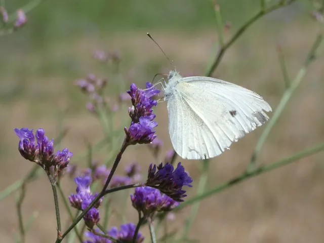 Pieris rapae - répalepke