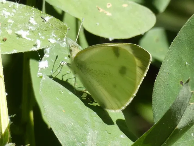 Pieris napi - repcelepke