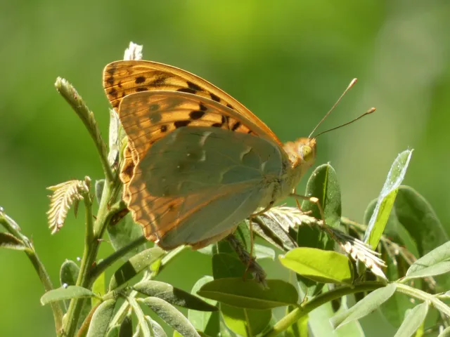 Argynnis pandora - zöldes gyöngyházlepke