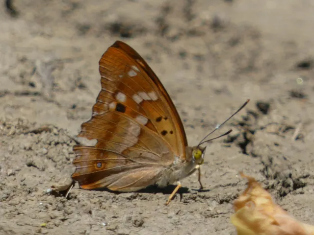 Apatura ilia - kis színjátszólepke