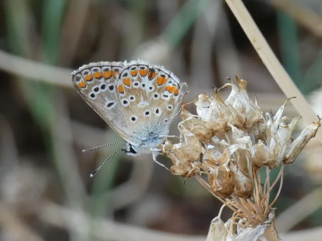 Aricia agestis - szerecsenboglárka