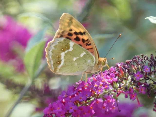 Argynnis pandora - zöldes gyöngyházlepke