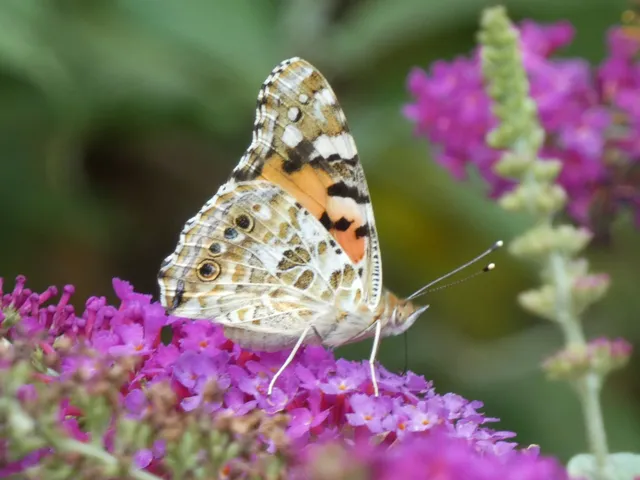 Vanessa cardui - bogáncslepke