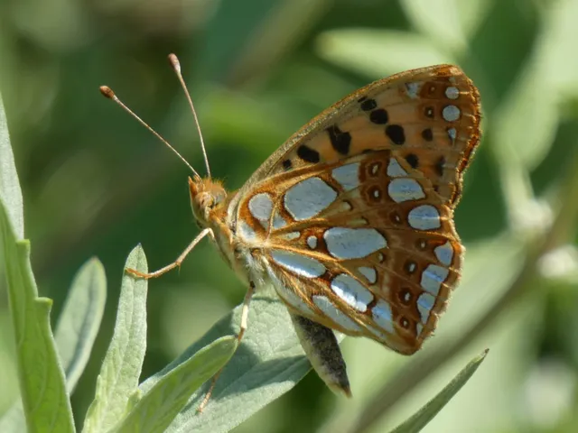 Issoria lathonia - közönséges gyöngyházlepke