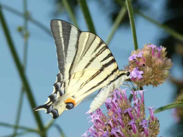 Iphiclides podalirius - kardoslepke