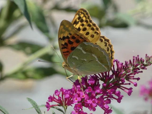 Argynnis pandora - zöldes gyöngyházlepke