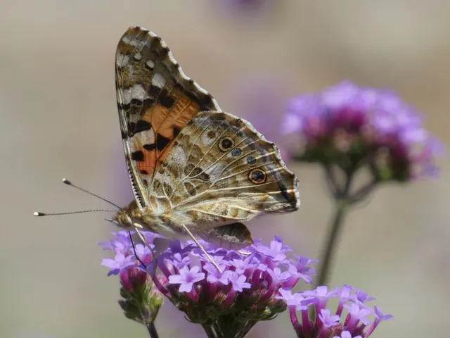 Vanessa cardui - bogáncslepke