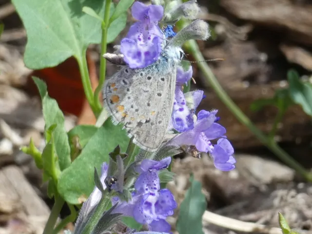 Polyommatus icarus - közönséges boglárka