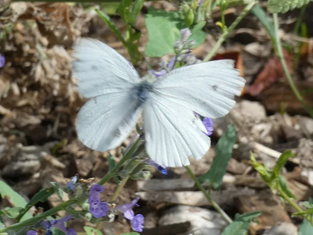 Pieris rapae - répalepke