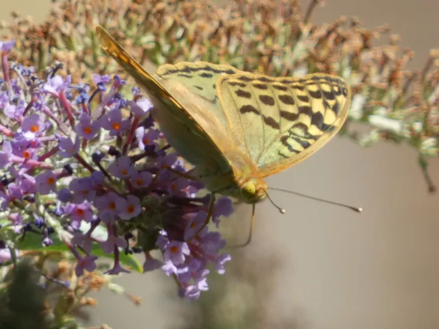 Argynnis pandora - zöldes gyöngyházlepke